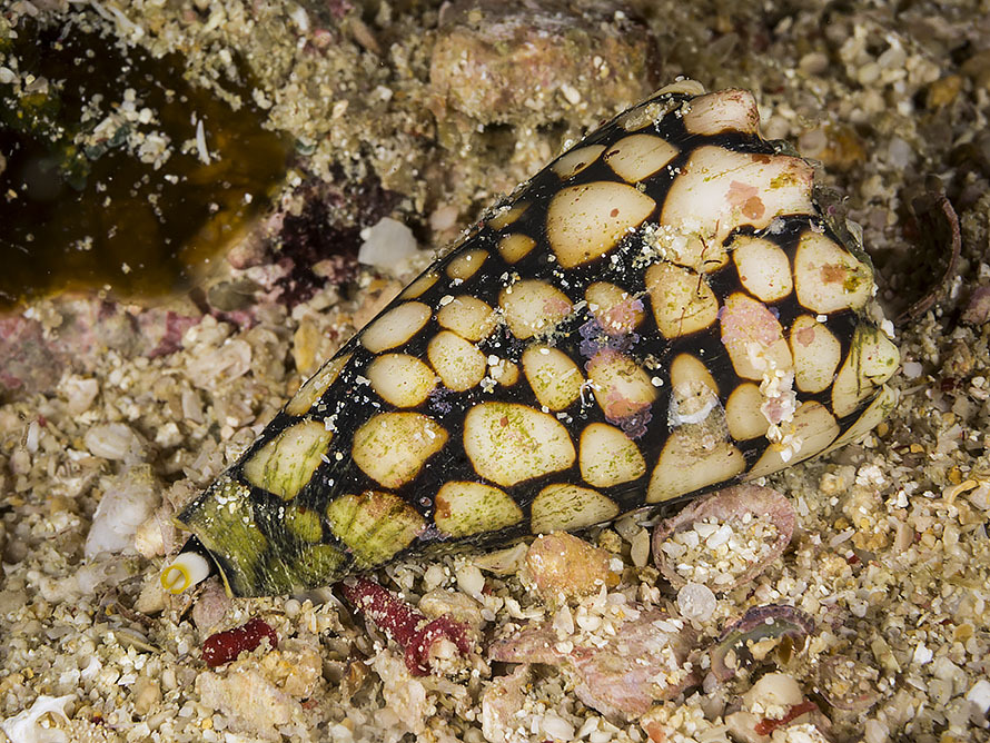 Conus marmoreus